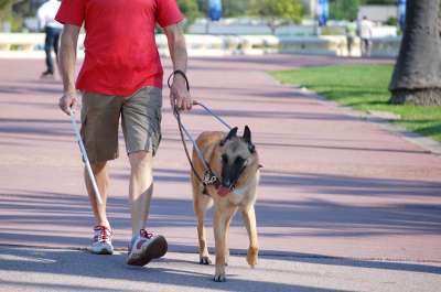 Chien d'aveugle, accessibilité aux personnes handicapées